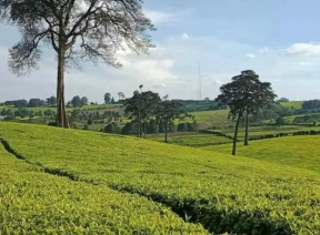 Farm